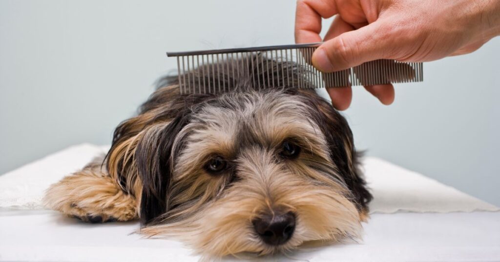 maintaining yorkie coat with comb