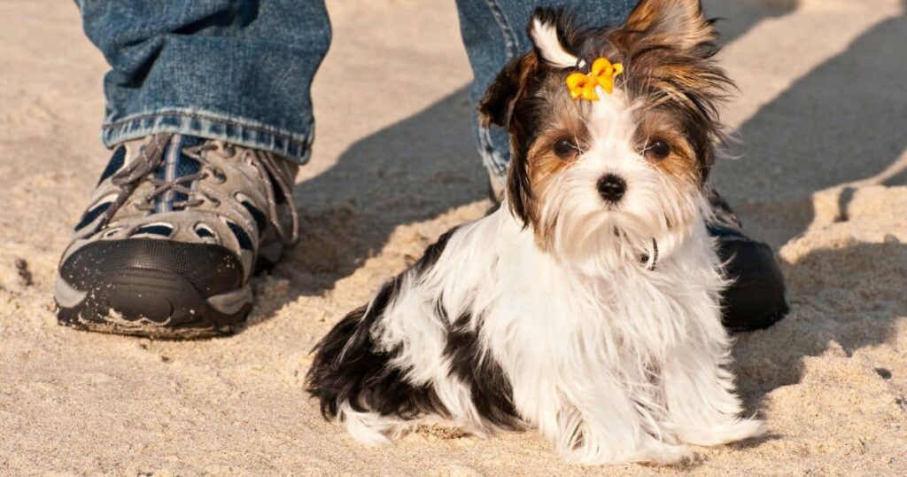 socially calm yorkie puppy