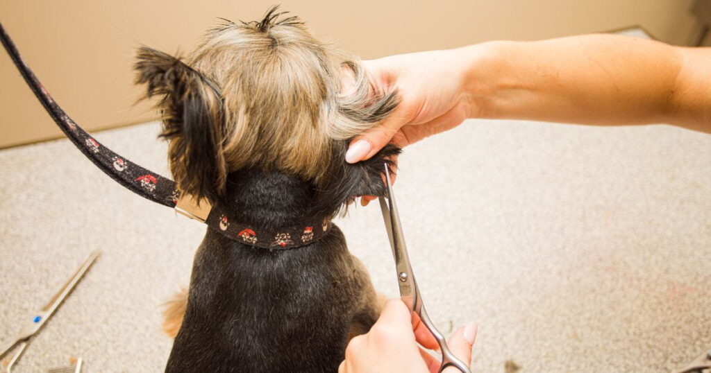 trimming yorkie ears