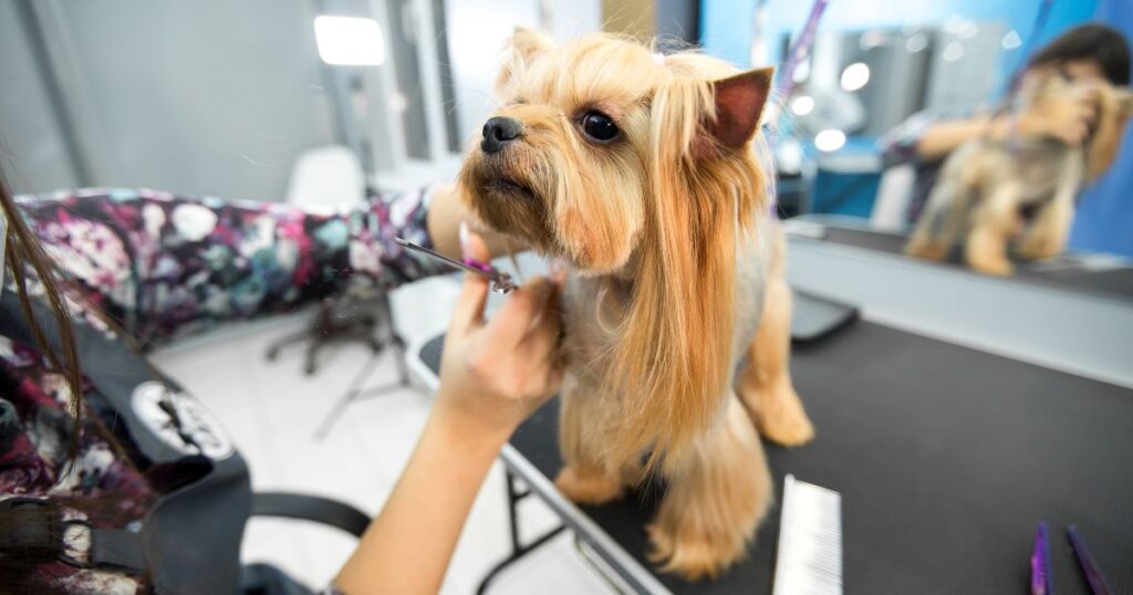 trimming yorkie face hairs carefully