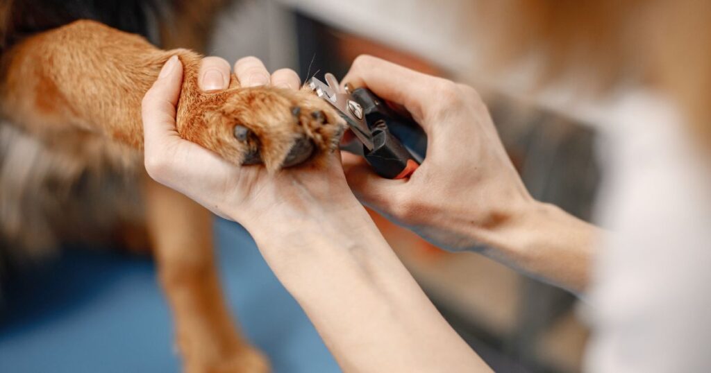 trimming yorkie nails