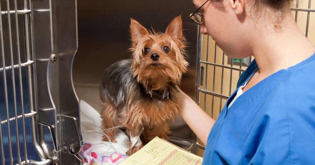 veterinary intensive care yorkie