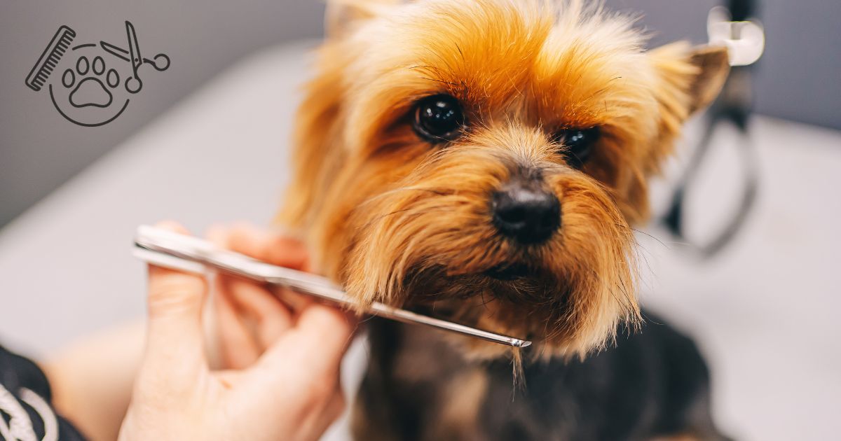 when should yorkies get their first haircut