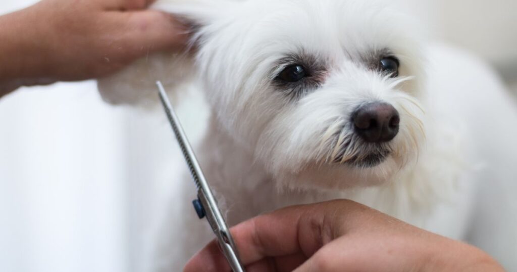 yorkie getting groomed in pet salon