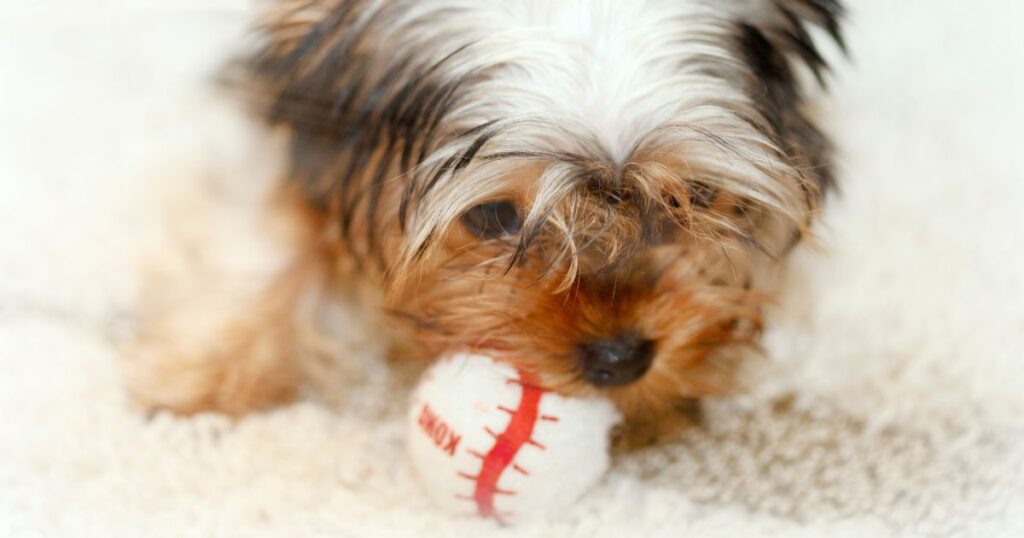 yorkie playing with ball