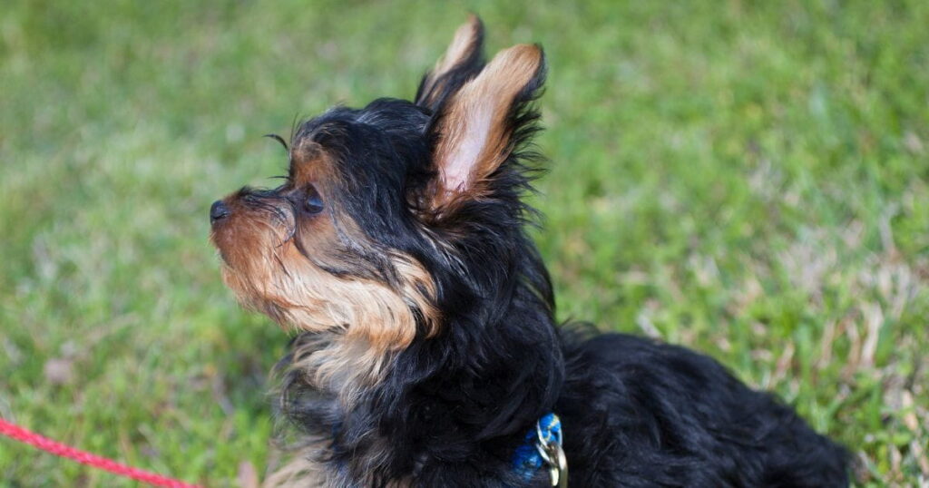 yorkie with big and straight ears