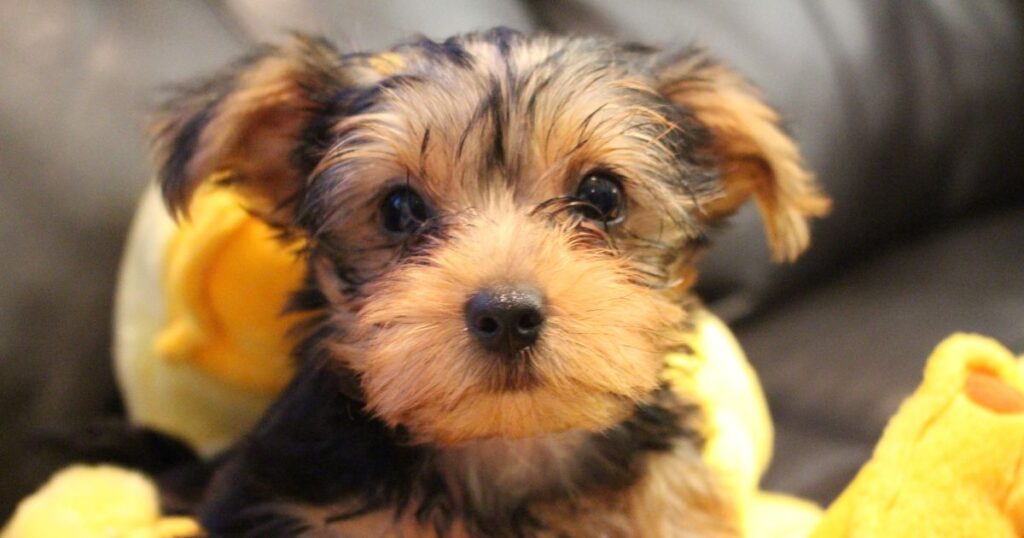 yorkie with floppy ears